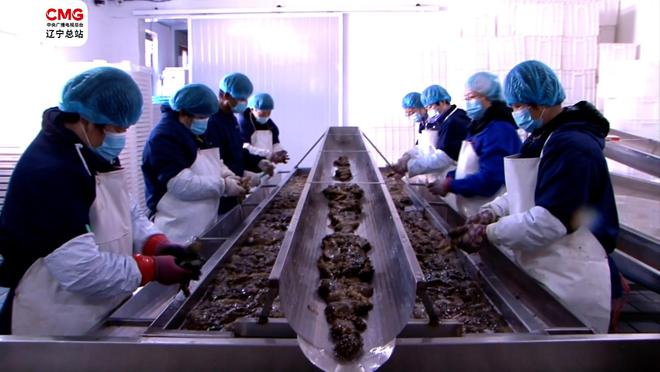 大連瓦房店|國家級海參產業園扎根&ldquo;遼參&rdquo;故鄉