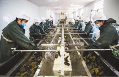 大連市 做強(qiáng)優(yōu)勢(shì)農(nóng)業(yè)產(chǎn)業(yè)，筑牢鄉(xiāng)村振興之基